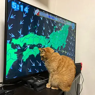 明日の天気が気になりすぎるネコ　　カミオさん