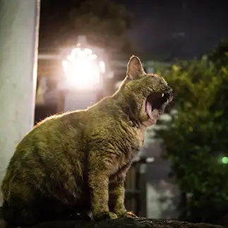 熱唱しすぎるネコ　　サトウヒロキさん