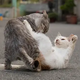 柔術の使い手すぎるネコ　　サトウヒロキさん
