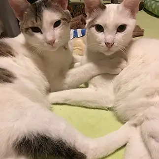 仲良し兄弟でシンクロしすぎるネコ　　サスケ＆ハヤトのママさん