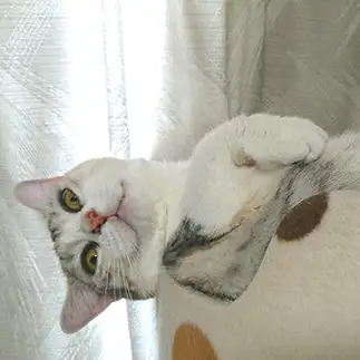 悪巧み考えすぎるネコ　　モフぽんさん