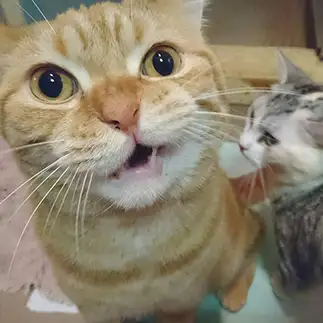 同居猫を嫌がりすぎるネコ　　モフぽんさん