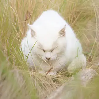 おにぎりすぎるネコ　　ＮＡＨＯさん