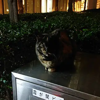 公務員すぎるネコ　　アオノヒカリさん