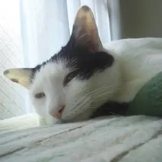 眠すぎるネコ　　ぐりさん