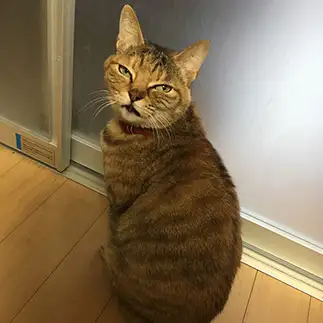 写真写りが悪すぎるネコ　　ねここさん