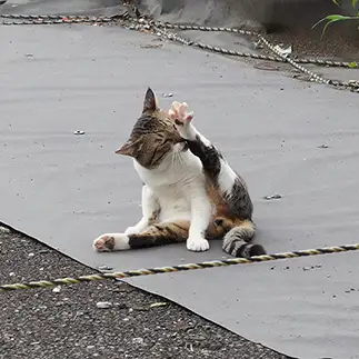 足指までピーンすぎるネコ　　えんどまめさん