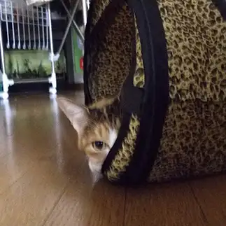 家政婦のミタすぎるネコ　　みなおさん