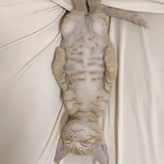 熟睡すぎるネコ　　えんぴつさん