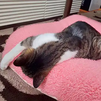 ストーブ前でとろけすぎるネコ　　ｗｉｎｃｈａｎママさん