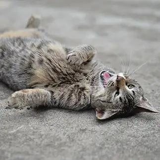 もうだめだぁすぎるネコ　　くろのんさん