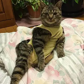 セクシーすぎるネコ　　大澤チビちゃんさん