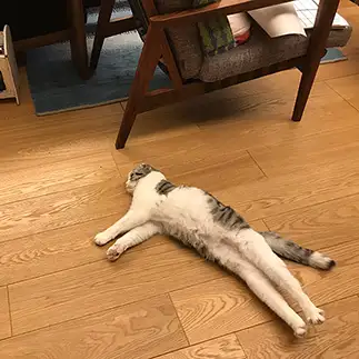 足が長すぎるネコ　　384さん