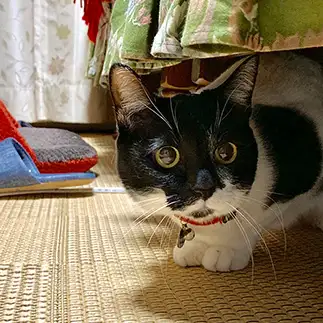 家政婦は見た！になりたすぎるネコ　　ルーシーさん