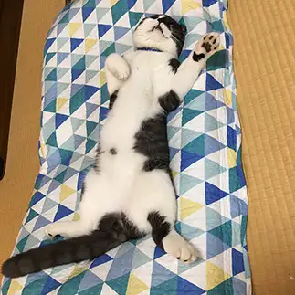 警戒心がなさすぎるネコ　　高橋こずえさん
