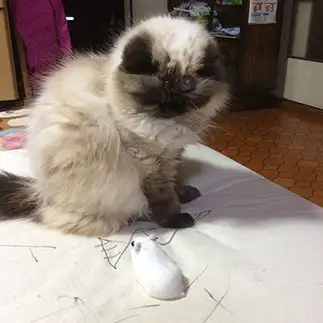 優しすぎるネコ　　高橋こずえさん