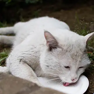 横着しすぎるネコ　　サトウヒロキさん