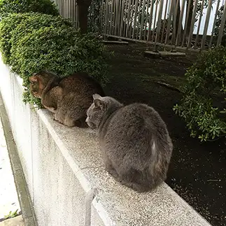 張り込みすぎるネコ　　ｋａｏさん