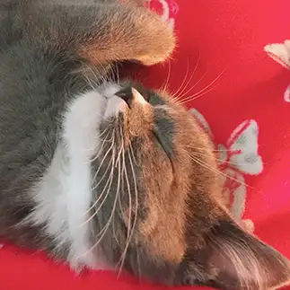 眠すぎるネコ　　あやさん