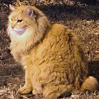 ライオンすぎるネコ　　ＷＯＲＬＤさん