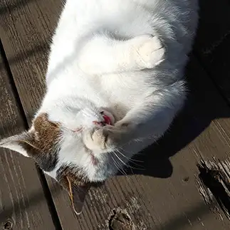 スッピン恥ずかしすぎるネコ　　のいらーてむさん