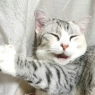思い出し笑いしすぎるネコ　　モフぽんさん