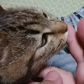 お母さん猫が恋しすぎるネコ　　きじとらケンタさん