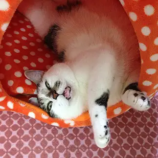 女を捨てすぎるネコ　　猫山さん