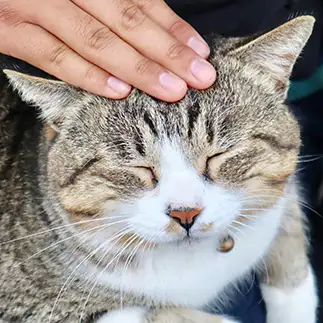 たまらにゃすぎるネコ　　ひぃむさん