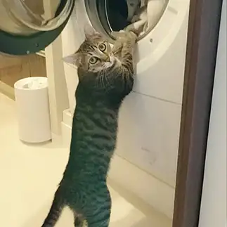 怪しすぎるネコ　　ミケコさん