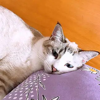 彼氏すぎるネコ　　Ｌｉｌｙさん