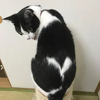ハートすぎるすぎるネコ　　よしみさん