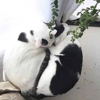 半分すぎるネコ　　よしみさん