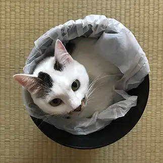 すっぽりすぎるネコ　　よしみさん