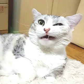 ウインクの練習頑張りすぎるネコ　　モフぽんさん