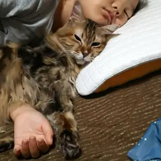 眠いが寝れなさ過ぎる猫すぎるネコ　　きららさん