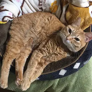 余裕ぶっこきすぎるネコ　　しめじさん