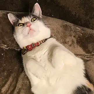 うらめしや?すぎるネコ　　ｓａｒｉさん