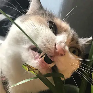 草にがっつきすぎるネコ　　ｓａｒｉさん