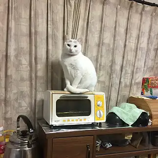 ちょっとそこ幅せますぎるネコ　　三木由美子さん