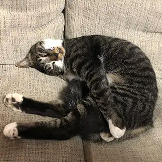 無意識すぎるネコ　　たいっこさん