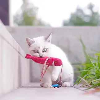 取って逃げる気満々すぎるネコ　　歩夢さん