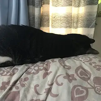 謝りすぎるねこすぎるネコ　　たきおさん