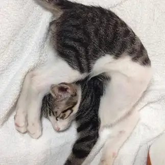 ねじれすぎるネコ　　はるちんさん