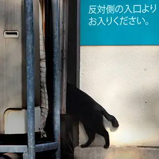 堂々と入りすぎるネコ　　さくらかおるこさん