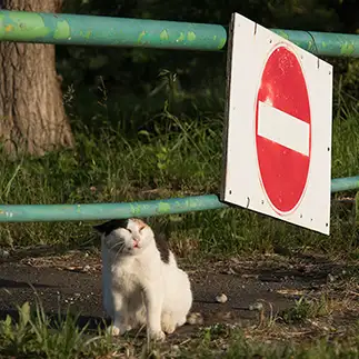 見えないバリアーすぎるネコ　　サトウヒロキさん