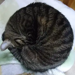 ◯すぎるネコ　　ちっちさん