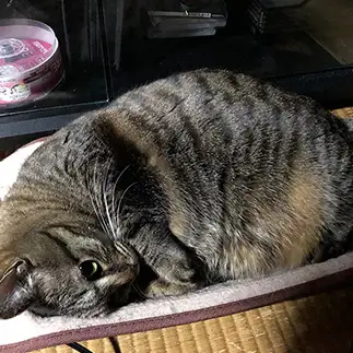 強引におさまろうとしすぎるネコ　　ｍｅｇｇｙさん