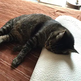 枕使いがうますぎるネコ　　ちっちさん