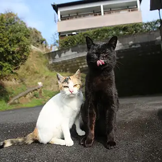 幸せすぎるネコ　　tzkrsatoruさん